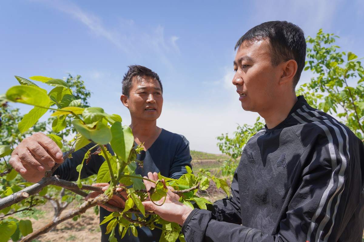 近两年来，高飞穿梭于村委会和田间地头，将国家能源集团的扶贫项目一一落地，带领当地群众走向脱贫致富的康庄大道。图为高飞考察核桃林提升项目。